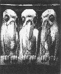 al8.gif 118190 bytes